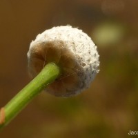 Eriocaulon sexangulare L.